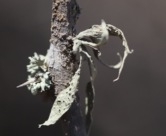 Ramalina canariensis