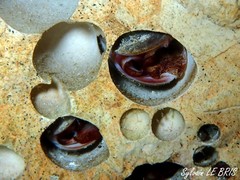 Lithophaga lithophaga