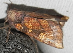 Papaipema impecuniosa