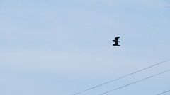 Corvus corax