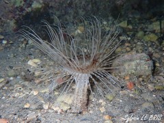 Pachycerianthus solitarius