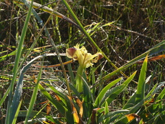 Iris pseudopumila