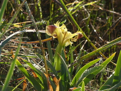 Iris pseudopumila