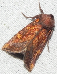 Papaipema impecuniosa