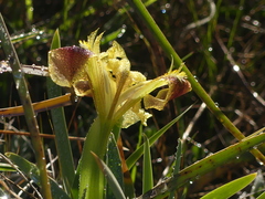 Iris pseudopumila