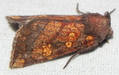 Papaipema impecuniosa