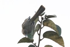 Thraupis palmarum