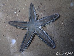 Astropecten platyacanthus