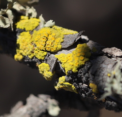 Candelariella vitellina