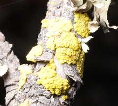 Candelariella vitellina