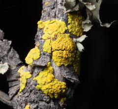 Candelariella vitellina