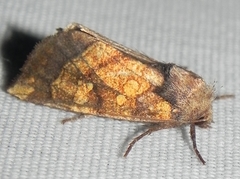Papaipema impecuniosa