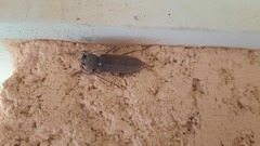 Hesperophanes sericeus