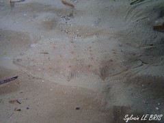 Solea senegalensis
