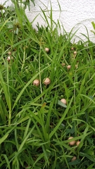 Panaeolus subbalteatus