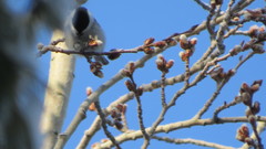 Populus tremula