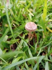 Panaeolus subbalteatus