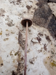 Panaeolus subbalteatus