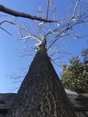 Ailanthus