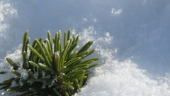 Picea obovata