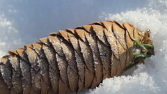 Picea obovata
