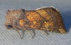 Papaipema impecuniosa