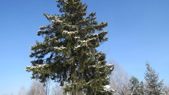 Picea obovata