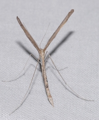 Agdistis meridionalis