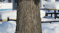 Picea obovata