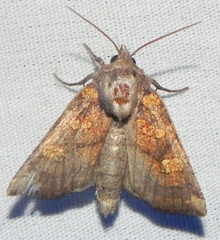 Papaipema impecuniosa