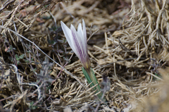 Crocus nevadensis