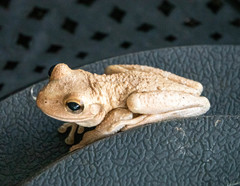 Osteopilus septentrionalis