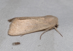 Mythimna congrua