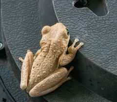 Osteopilus septentrionalis