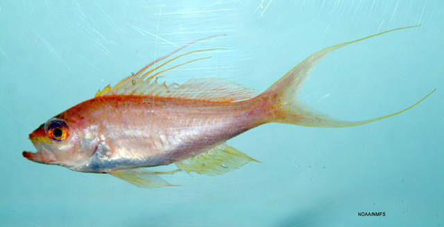 Red barbier (Baldwinella vivanus) — Serranidae