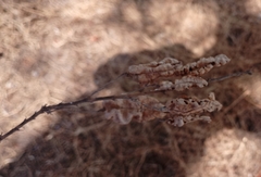 Diphysa carthagenensis