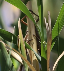 Schistocerca cancellata