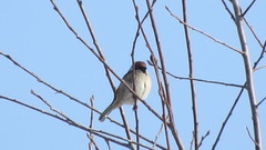 Passer montanus