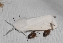 Spilosoma urticae