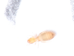 Liposcelididae