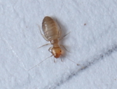 Liposcelididae