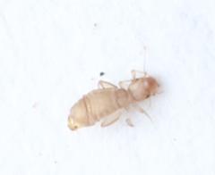 Liposcelididae