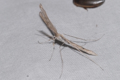 Agdistis meridionalis