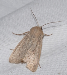 Mythimna congrua