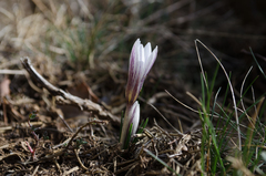 Crocus nevadensis