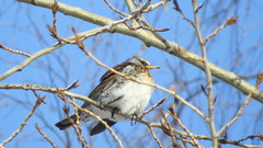 Turdus pilaris