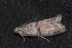 Merulempista turturella