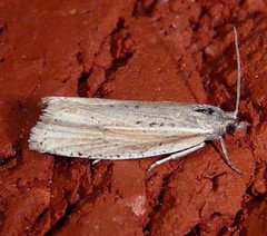 Eucosma ambodaidaleia