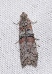 Merulempista turturella