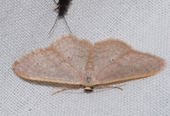 Idaea distinctaria